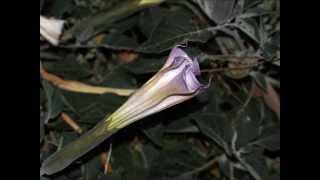 Datura Night Blooming [upl. by Leahcimrej]