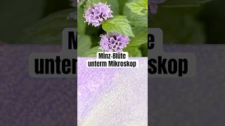 Minzblüte unter dem Mikroskop wissenswert biologie natur mikroskop mikrokosmos pflanzen [upl. by Harbour]