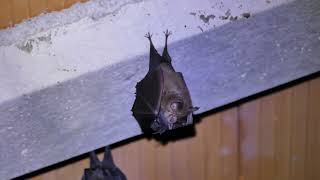 Rhinolophus hipposideros Lesser horseshoe bat [upl. by Calandria107]