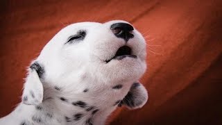 Puppies Barking  Cute Puppies Barking Compilation [upl. by Yoshi]