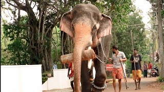 രാമന്റെ ഒരു Lockdown കാഴ്ച  Thechikottukavu Ramachandran Elephant in Kerala [upl. by Loring]