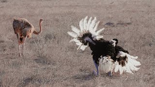 Ostrich Failed Mating Dance [upl. by Camella]