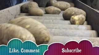 Potato Riddling amp Bagging HD 1080p [upl. by Golliner]