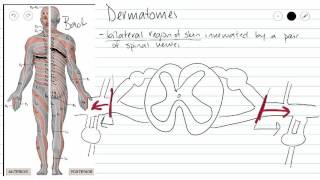 Dermatomes [upl. by Eillah116]