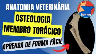 Osteologia Veterinária  Introdução [upl. by Hgielra]