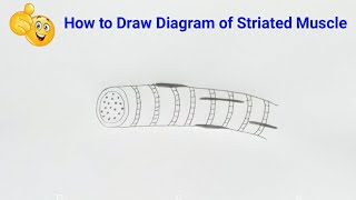 how to draw labelled diagram of striated muscle class 9 [upl. by Ykcir]