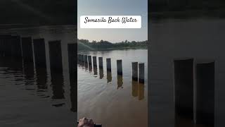 Somasila Back water at Atlur Mandal YSR Kadapa dist water backwater kadapa svrfarmsbadvel [upl. by Ardnas]