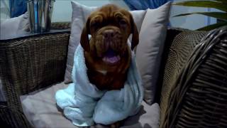 dogue de bordeaux  puppy 12 weeks  first swimming [upl. by Enyluqcaj412]