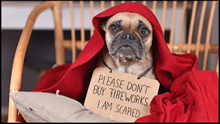 How to Calm Your Dog During Loud Noises Top Expert Tips [upl. by Levram]