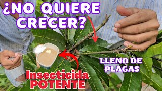 ¿TU MANGO NO CRECE y está lleno de PLAGAS 🍃🔍 Usa este INSECTICIDA casero con VINAGRE y BICARBONATO [upl. by Barth829]