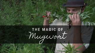 The Magic of Mugwort [upl. by Oinegue487]