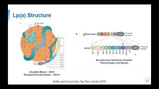 DOIM GR 92624 Lipoproteina Research Rarity to Therapeutic Target [upl. by Knuth]