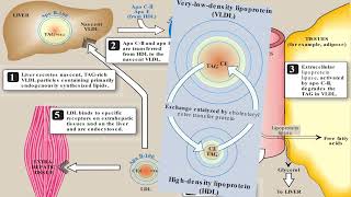 Metabolism of Lipids amp Fatty Acids  2nd Year MBBS  Lecture 11 [upl. by Lifton]