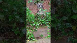 Dog barking 😞dog shorts viralvideo [upl. by Iggie]