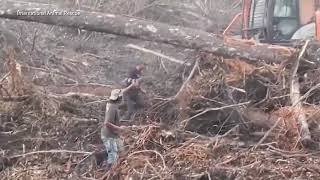 Orangutan filmed trying to fight off digger [upl. by Ellekcir583]