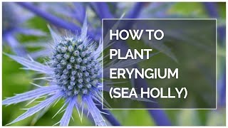 How to plant Eryngium sea holly shorts [upl. by Enawtna]