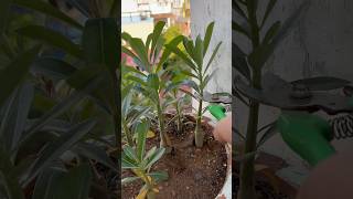 🌱Adenium plants pruning 🪴homegarding 🏡🧑‍🌾🪴🥰ytshots viralshorts [upl. by Eadie]