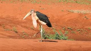 Marabou Stork being menacing [upl. by Naget]