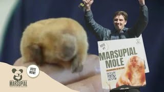 Marsupial Moles Surprise Surge Thanks To Sam Taunton [upl. by Margarette]