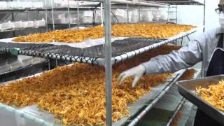 RSTDC Thailand  Cordyceps Mushroom Harvesting at Chiangrai [upl. by Vincent]