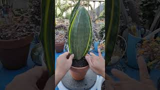 Dracaena Masoniana Whale Fin Variegata propagation  bikolanahardinera shortvideo propagation [upl. by Kleeman]