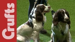 CaniCross Start  Crufts 2012 [upl. by Einobe240]