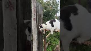 Smudge our farm cat showing how to hang on to get a dreamie treat smudgecat farmcat [upl. by Ellehcam]