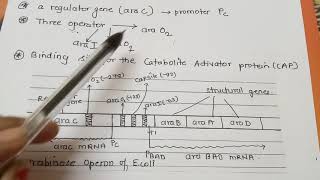 Arabinose Operon Part 2 Dr Preeti Dharmik [upl. by Aivil]