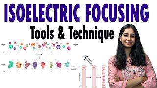 Isoelectric Focusing II Isoelectric Focusing of Proteins II Techniques [upl. by Hullda]