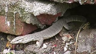 Common indian monitor lizard Varanus bengalensis Ghorapadby Shirishkumar Patil [upl. by Vite]