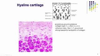 Histology of Cartilage [upl. by Shamma850]