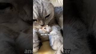 How to stop hamster from destroying your house shortvideo rescue cute funny cat animals [upl. by Sirroned]