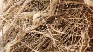 Saxaul Sparrow in the Gobi Desert [upl. by Ahsilet]