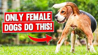 7 Super Weird Things ONLY Female Dogs Do For Their Owners [upl. by Aiet]