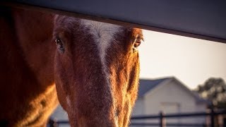 Horse Fence Photo Montage [upl. by Annuaerb985]