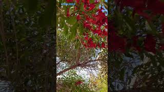 Erythrina crista PAPILIONACEAEЭритрина петушиный гребень behappy 2024shorts nature trevel [upl. by Ambrosius105]