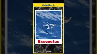 Exocoetus The Flying Fish  shorts [upl. by Oreves]