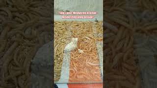 TimeLapse Mealworms in Action  Mesmerizing Eating Session Ulat Hongkongshorts [upl. by Sirrom]