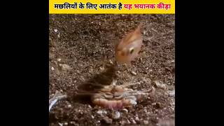 Bobbit Worm 😲 समुद्र का एक भयानक कीड़ा shorts youtubeshort shortvideo viralshort [upl. by Gustave536]