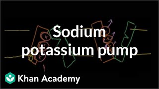 Sodiumpotassium pump  Cells  MCAT  Khan Academy [upl. by Suoicerpal452]