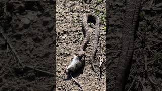 Rarissima Vipera Hugyi a caccia vipera serpente snake natura trekking hiking mountains [upl. by Nida]