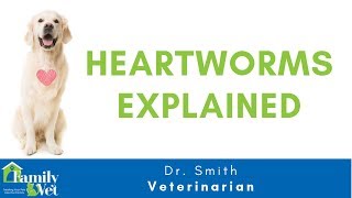 Heartworms in Dogs and Cat Explained by Dr Smith [upl. by Nellir]