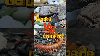 Giant centipede vs gecko [upl. by Hersh225]