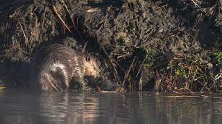 A North American Beaver piles mud onto its northern USA lodge wildlife animals rodents [upl. by Welsh]