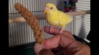 Teaching a parakeet to perch on your hand [upl. by Cryan488]