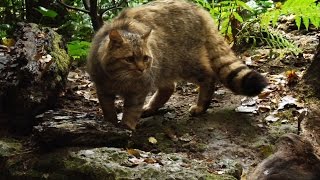 GATTO SELVATICO IL FANTASMA DEI BOSCHI [upl. by Melamie818]