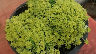 How To Grow Sedum Japonicum From Seeds How To Grow And Care Tokyo Sun  Lime Yellow In Pots [upl. by Nadine]