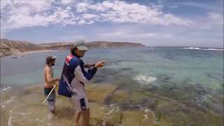 LAND BASED BLUE GROPER  South Australia [upl. by Windsor]