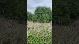 A lovely great tit claiming our huge elderflower tree on Hatton Fields [upl. by Lukey]