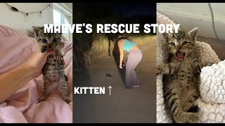 Maeves Rescue Story Finding a kitten in the middle of a dirt road [upl. by Niamart754]